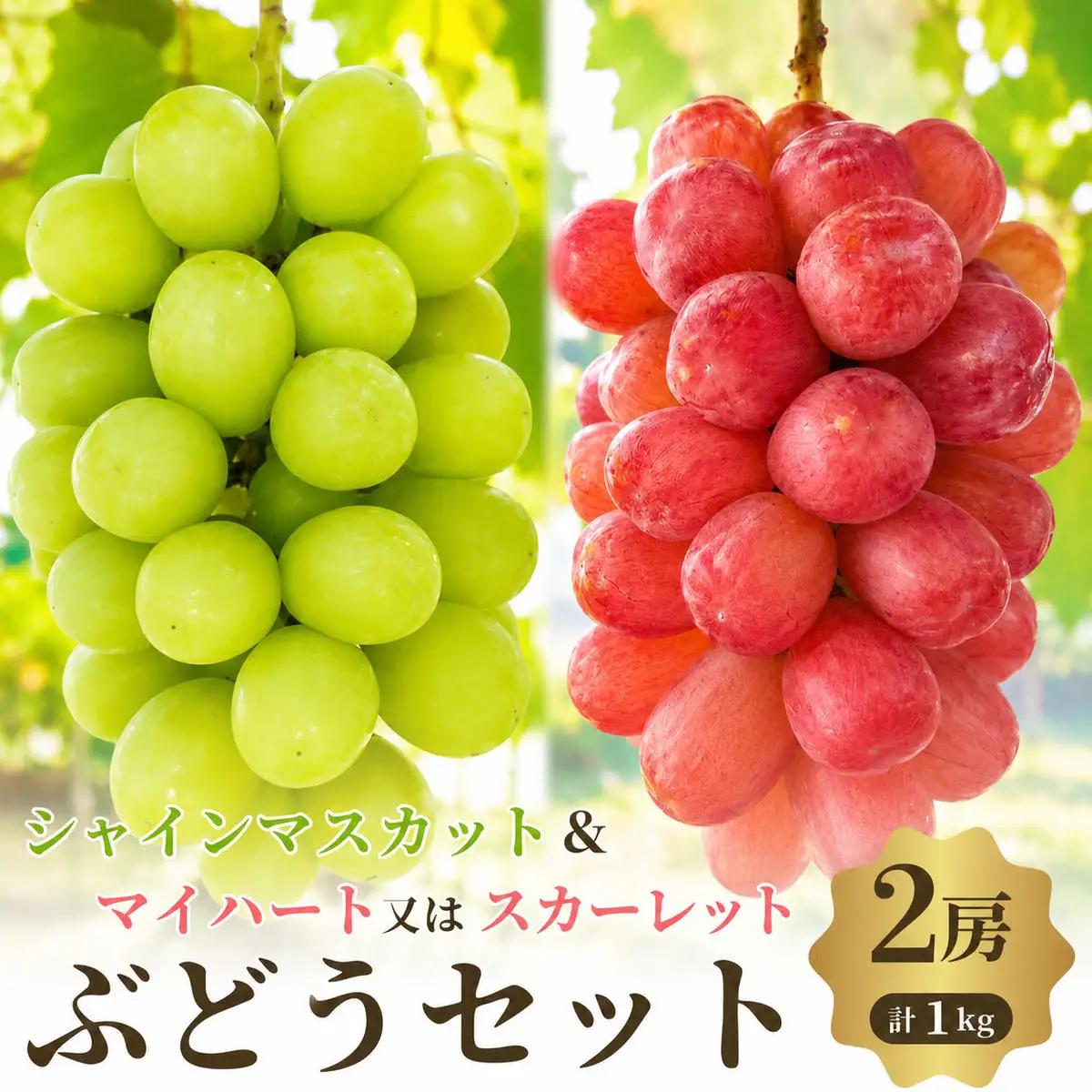 ぶどうセットシャインマスカットスカーレットマイハートぶどうセット【2房約1kg】【先行予約】