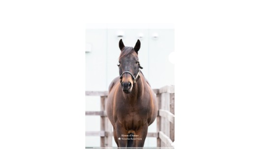 【ヒルノダムール】クリアファイル 写真5枚入り 【ふるさと納税 人気 おすすめ ランキング 馬 競馬 競走馬 引退馬 ヒルノダムール クリアファイル ファイル 事務用品 文房具 日高 北海道 平取町 びらとり 送料無料】 BRTV303