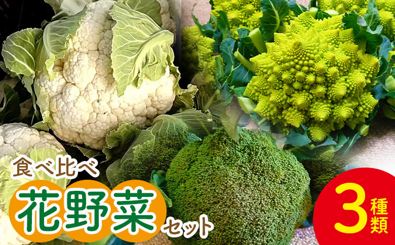 
            【先行受付】食べ比べセット ブロッコリー カリフラワー ロマネスコ 全3種 - やさい 詰め合わせ 詰合せ 簡単料理 朝採れ 新鮮 無農薬 産地直送 旬彩ファームやまさき 高知県 香南市「2026年1月中旬より順次配送」 sy-0007
          