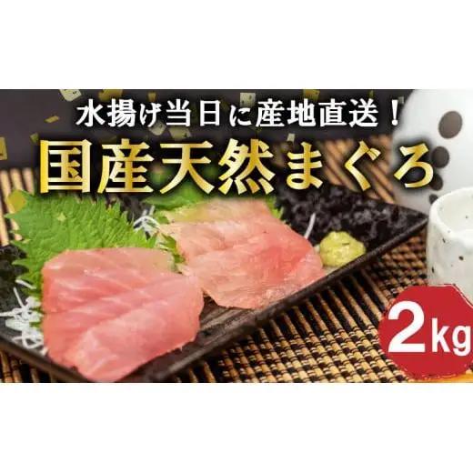 【 マグロ 】 【12月より順次発送】国産天然マグロ 2kg