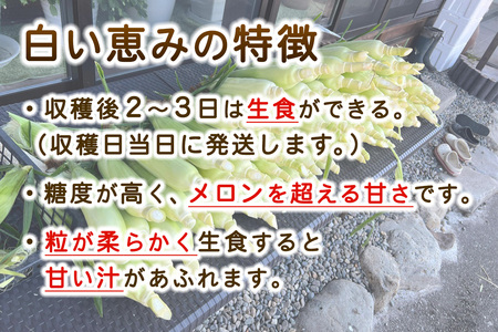 [先行予約] 生でも食べられる白いトウモロコシ「白い恵み」10本から12本／約4,5kg｜トウモロコシ 白トウモロコシ とうもろこし 白い恵み 野菜 フルーツ スイーツ 糖度 栃木県産 日光産 期間限