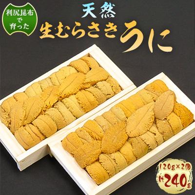 ふるさと納税 稚内市 利尻昆布を食べておいしく育った「生むらさきうに」240g ウニ 海鮮