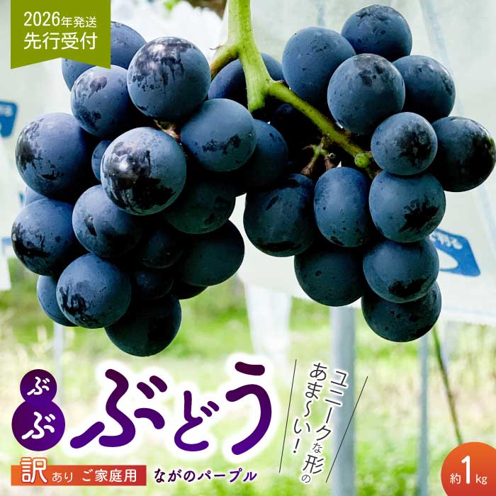 【ふるさと納税】《2026年夏頃発送・先行受付》【ひのきファームランド】 訳あり ぶぶナガノパープル 1kg ぶどう 果物 フルーツ 233002