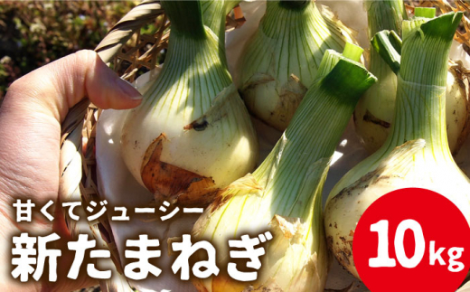 【2026年3月〜発送】【甘くてジューシー 】新たまねぎ 先行予約 サラダ たまねぎ 10kg / 玉ねぎ たまねぎ タマネギ 10㎏ 新たまねぎ 新玉ねぎ / 南島原市 / 長崎県農産品流通合同会社 [SCB026]