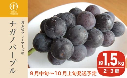 
                   ナガノパープル 約1.5kg 2～3房 [おぶせファーマーズ]  果物 フルーツ ぶどう 葡萄 冷蔵便 クール便 長野県産 信州産 令和8年産 【2026年9月中旬～10月上旬発送】 ［FB-22］
                