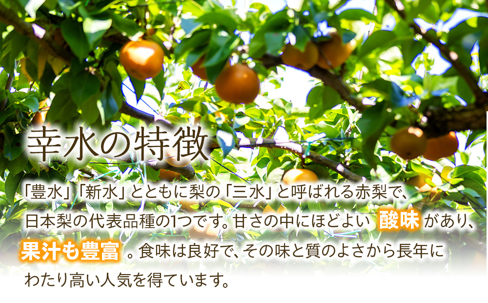 梨 幸水 5kg 2026年秋 信州の梨 シャリっとしてみずみずしい