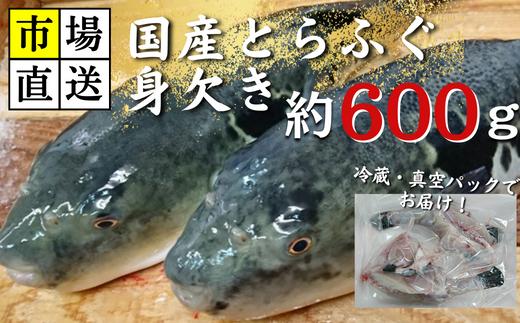 【北海道・東北・沖縄・離島配送不可／着日指定必須】市場直送！ふぐ 身欠き 1匹分 600g前後【市場直送 ふぐ フグ 河豚 身欠き 山口県 宇部市 ふぐ ふぐ刺し 冷蔵 生 未冷凍 贅沢品 季節 オススメ 魚 鮮魚 ヒレ 身だけ 丸々一匹 簡単調理 ふぐ鍋 てっさ 刺身】