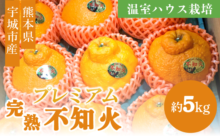 先行予約 宇城市産 温室ハウス栽培 プレミアム完熟不知火 約5kg 高橋果樹園【2025年12月上旬から2026年1月下旬発送予定】不知火 しらぬい 柑橘 くだもの 果物 フルーツ