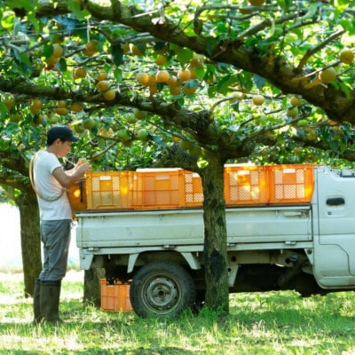 【千葉県横芝光町産】2021年デビューの新品種『秋満月』約3kg(4~5個) 満月のような大玉の梨