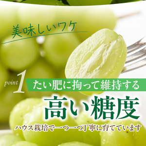 テレビで紹介されました！【先行予約】【令和8年発送】農家直送！ 新鮮！ 朝づみ シャインマスカット 1kg (2～3房) フルーツ 果物 贈答 大分県産 採れたて_2537R-1