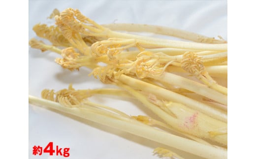 
            【武蔵野市内産】東京うど 約4kg ／ 野菜 ウド 山菜 【2025年1月下旬より順次発送】
          