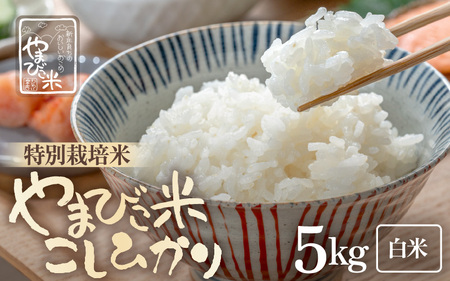 【先行予約】【令和7年産・新米】米 コシヒカリ（特別栽培米）5kg 新庄やまびこ米（白米）【2025年10月以降順次発送予定】 [m23-a017]