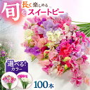 【ふるさと納税】【先行予約】【選べるカラー】生産農家直送！ スイートピー 花束 100本 【木下農園】 お花 生花 ギフト 贈り物 プレゼント [IBW004]