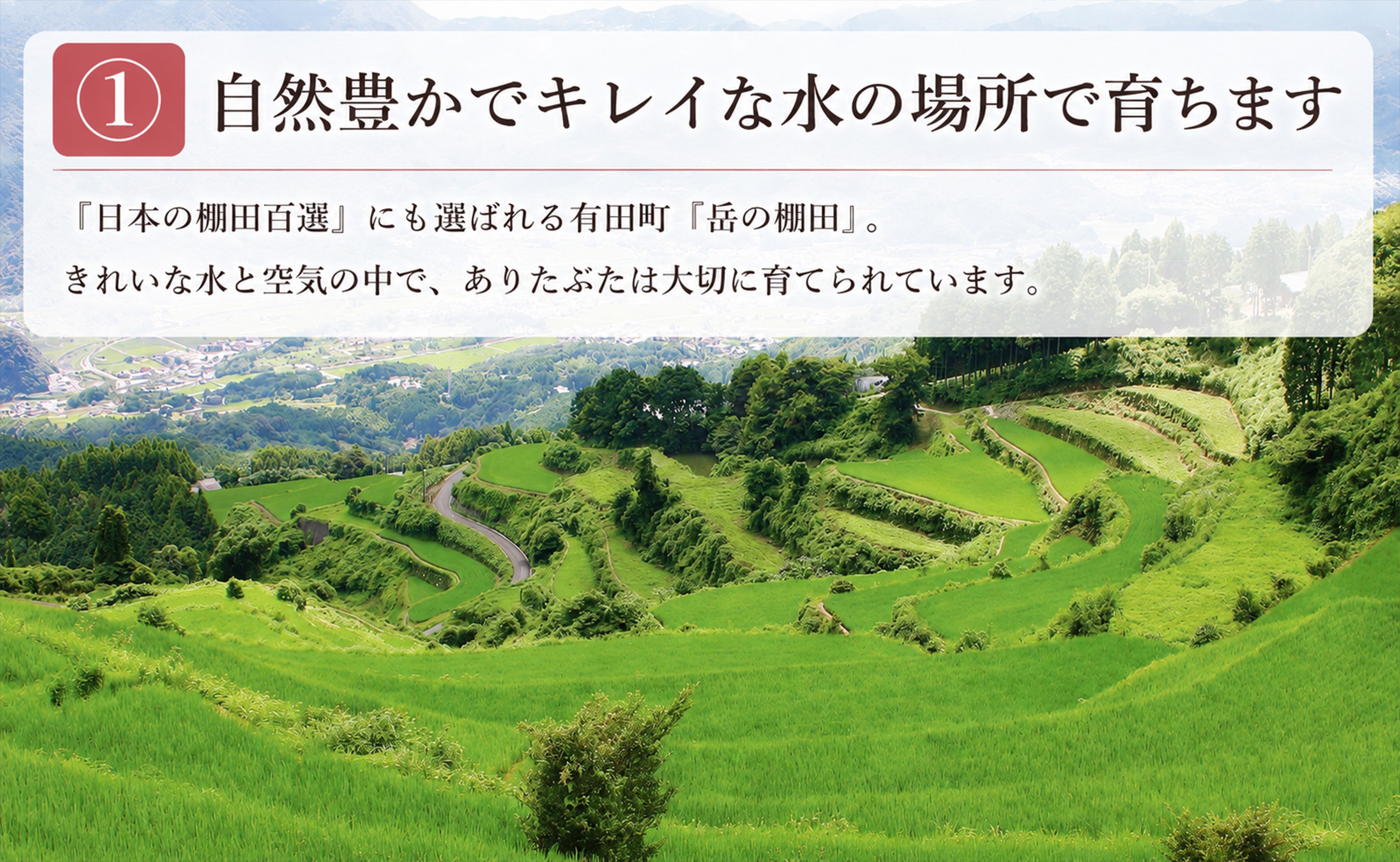 日本の棚田百選にも選ばれた有田町・岳の棚田で、豊かな自然と清らかな水に育まれます。