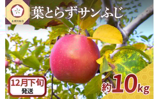 【2025年12月下旬発送】 りんご 10kg 葉とらず サンふじ 青森