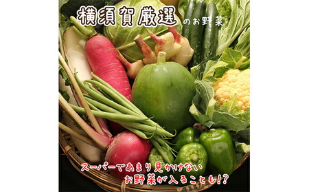 野菜セット 横須賀産 厳選 野菜 大盛り 12種 詰め合わせ 大満足 セット