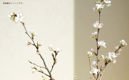 啓翁桜 ギフト 10本 1束 桜 さくら サクラ 花 植物 生花 切り花 インテリア 花見 【2026年1月上旬～3月上旬発送予定】
