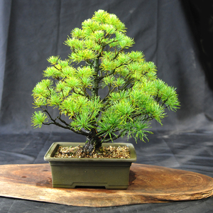 赤石の泉 赤石五葉松（鉢植え） E-27