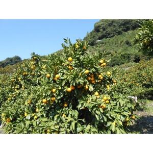 温州みかん【家庭用】約3kg【B76-15】【1539504】