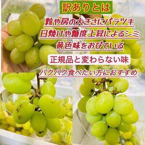 ぶどう 2026年  シャインマスカット 家庭用 約3kg  家庭用 ギフト 農林大臣賞2回受賞 贈り物 岡山 果物 フルーツ  採りたて発送 農家直送 数量限定 新鮮  訳あり7月中旬から発送