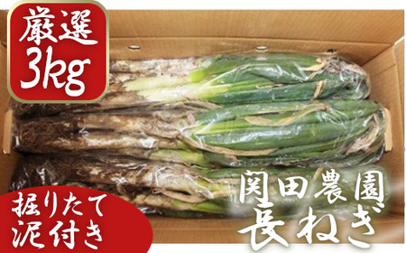 関田農園「厳選 長ねぎ（泥つき）」 3kg