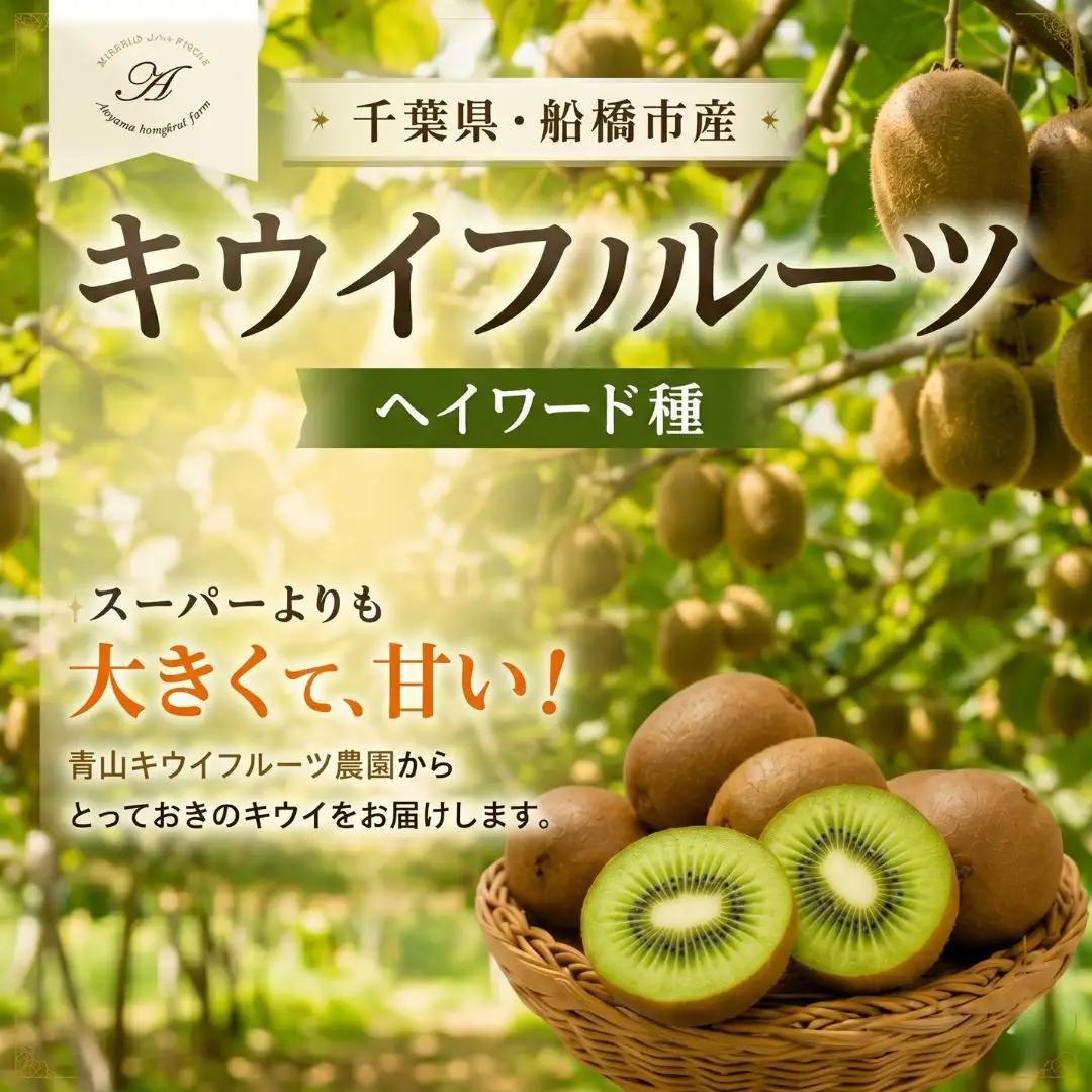 キウイフルーツ ヘイワード 特大サイズ 12玉 約2kg 追熟処理済み 化粧袋付き 12月下旬発送分