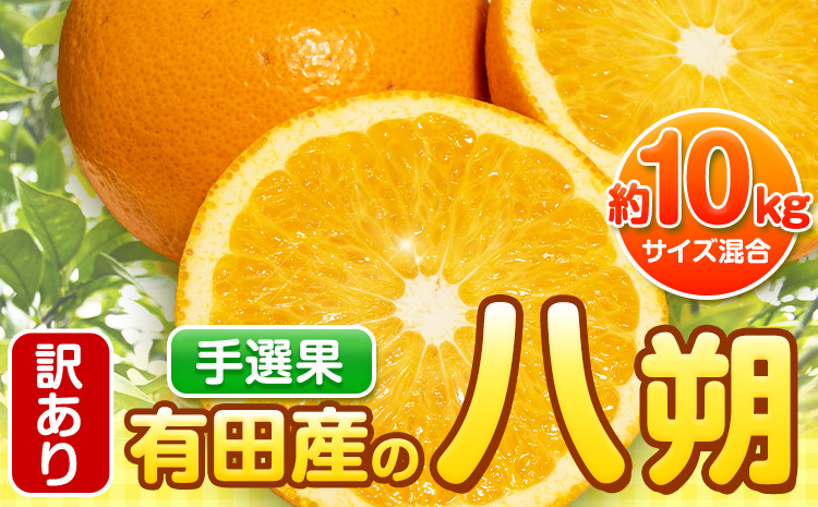 
                  【先行予約】【手選果・訳あり】有田産の八朔 10kg（サイズ混合） 厳選館 《2027年1月下旬-2月下旬出荷》和歌山県 日高町 はっさく 訳ありはっさく ハッサク
                
