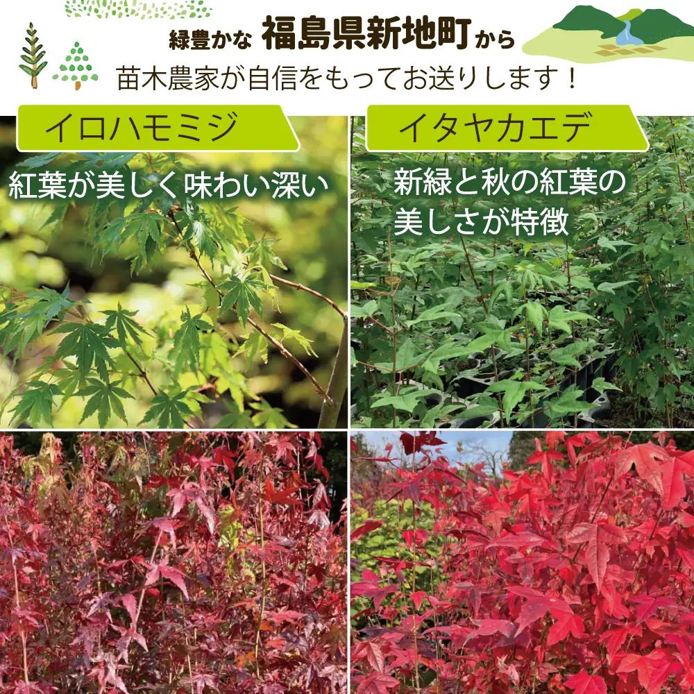 新地町産 苗木5種セット（サザンカ・イロハモミジ・ナンテン・イタヤカエデ・ツバキ） | 木 苗 人気 おすすめ 送料無料 里山 お取り寄せ 福島県 新地町 庭木 庭 森林 山茶花 さざんか いろはもみ