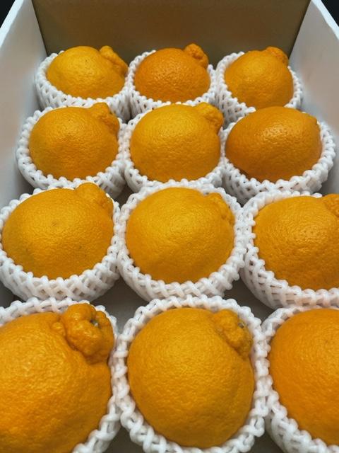 アルギット 不知火 約2.5kg 中玉 サイズ（11～12玉）| 先行予約 不知火 デコ みかん 甘い おいしい ジューシー 完熟 期間限定 数量限定 フルーツ 果物 柑橘 人気 おすすめ 高級 こだ