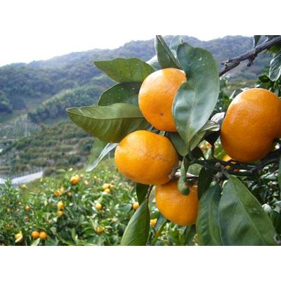 ふるさと納税 有田市 有田みかん 氷結ワインとみかんわいんギフト |  | 01