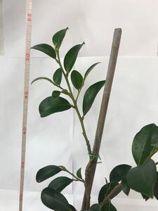 福の山・榊（サカキ):苗木(1ポット)：50cm