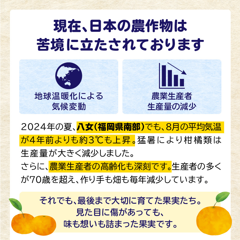 【訳あり】 もったいな果シリーズ みかん 缶詰 5号缶×24缶 セット  国産 温州みかん 蜜柑 ミカン デザート 保存食 非常食 かんづめ フルーツ 果物 身割れ