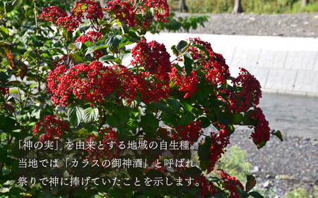 【先行予約】ガマズミ苗木（鉢物）【ガマズミ がまずみ お花 花 はな フラワー 花 苗 植物 家庭菜園 花壇 プランター ガーデニング観葉植物 園芸 鉢物 】【2025年4月上旬以降順次発送予定】【2