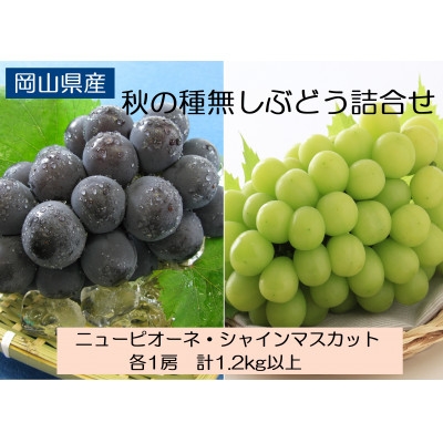 ◆先行受付◆　岡山県産　秋の種無しぶどう詰合せ　2027年発送_種なし ぶどう 葡萄 ブドウ たねなし 詰め合わせ ニューピオーネ シャインマスカット 大粒 果物 フルーツ 贈答 ギフト 岡山県 津山市【1349783】