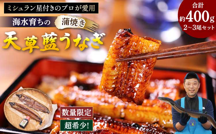 うなぎ 【ミシュラン1つ星店 採用】 国産 蒲焼き2-3尾 400g ギフト 蒲焼き 白焼き 鰻重 鰻丼 【数量限定】海水育ちの天草藍うなぎ 蒲焼き 2〜3尾セット（計約400g）鰻