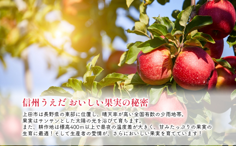 訳あり りんご JA信州うえだ 合戦りんご サンふじ 約5kg（10玉～20玉） リンゴ 林檎 ふじ 果物 くだもの フルーツ 信州 長野 離乳食 訳アリ わけあり 傷