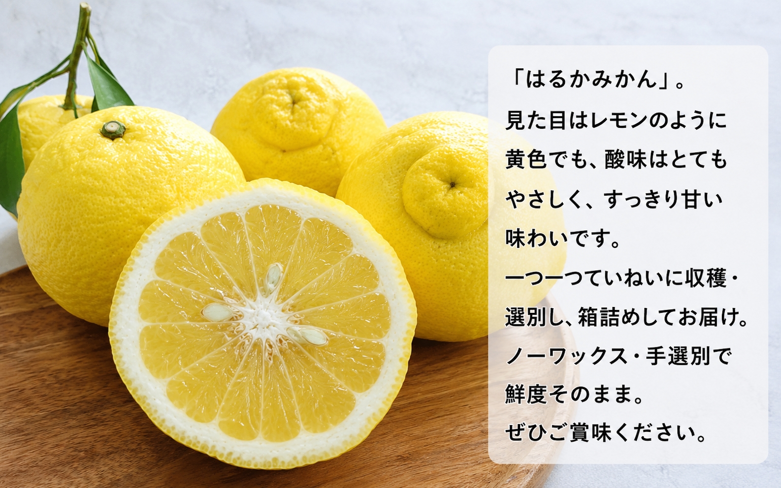 【先行予約】【人気柑橘】特撰はるか みかん約5kg+200g(傷み補償分) ※2027年1月下旬～3月下旬に順次発送予定 ※着日指定不可【ard250A】