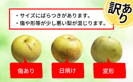 【訳あり 梨 20世紀梨 5kg（10～18玉）】9/9が最終受付です サイズバラつき有り（L～5L）農家応援 傷あり 不揃い ご家庭用 大人気 二十世紀梨 果肉はしっかり シャキシャキの食感 ほどよ