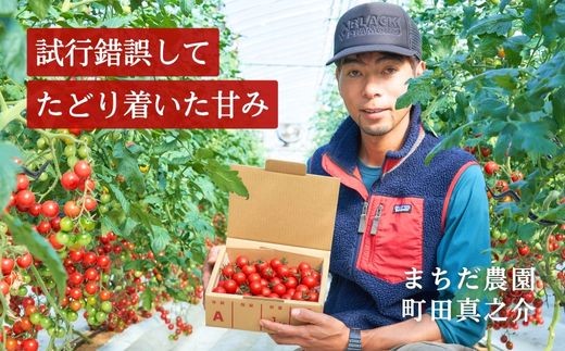 【2026年11月中旬～発送】 トマト フルーツミニトマト 1kg 四万十川 完熟 新鮮 みにとまと とまと プチトマト 野菜 やさい 果物 スイーツ ジュース トマトジュース パスタ ソース サラダ