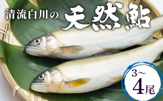
                  《数量限定》清流白川の天然鮎 3～4匹 18cm前後 塩焼き BBQ 鮎 あゆ アユ 川魚 鮮魚 生魚 活魚　新鮮 魚 さかな 岐阜天然 清流 岐阜県産 冷凍 東白川村
                