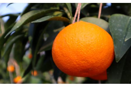 【先行予約】 茨木農園 樹上完熟 愛果28号（紅まどんなと同品種） 小箱（5～6個） ｜ 2025年12月中旬～12月下旬発送 ｜ 愛媛県西条市産 光センサー選果 高級柑橘