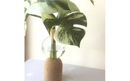 倒してもこぼれないお水 癒しのグリーン「モンステラ」光触媒