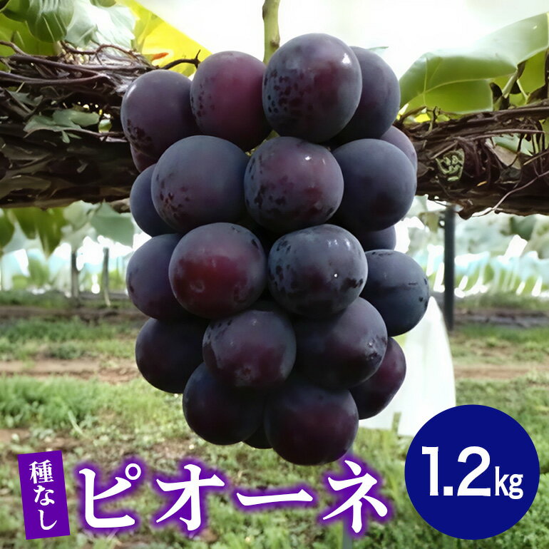 【ふるさと納税】ピオーネ1.2kg ぶどう ブドウ 葡萄 果物 くだもの フルーツ A01-017