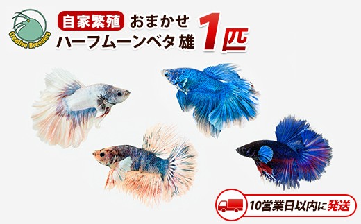 【10営業日以内に発送】おまかせハーフムーンベタ 雄 1匹 (アクアファームはくと/IB167-003) 熱帯魚 生体 観賞用 魚 ペット アクアリウム 癒し 初心者向け