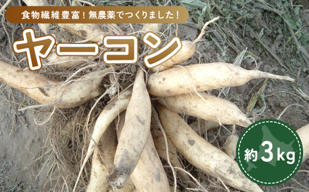 ヤーコン 3kg OTE001 | ヤーコン