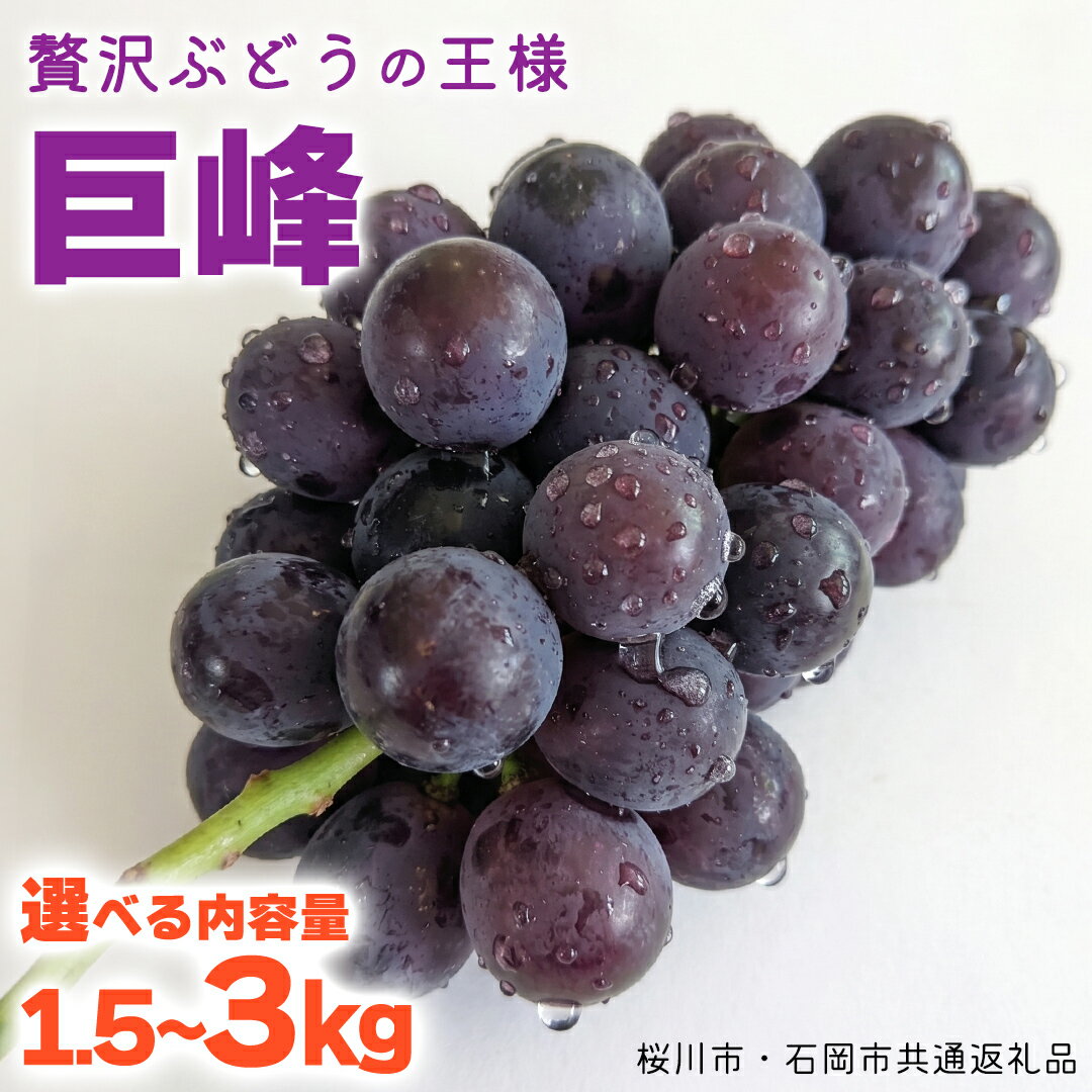 【ふるさと納税】《 2026年 収穫分 》 種あり 巨峰 1.5kg 2kg 3kg (桜川市・石岡市共通返礼品) 先行予約 石田ぶどう園 国産 茨城県 桜川市 ぶどう ブドウ 葡萄 果物 くだもの フルーツ 旬 人気 産直 採れたて 新鮮 産地直送 秋 贈答 ギフト プレゼント
