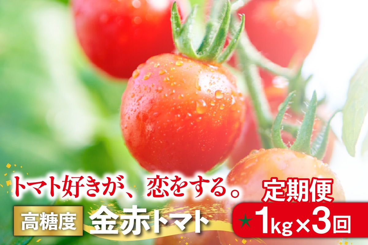 
            【3ヵ月定期便（隔月）】トマト好きが、恋をする。 金赤トマト 1kg×3回（計3kg）金赤トマトミニ 野菜 新鮮野菜 夏野菜 旬野菜 生野菜 ミニトマト プチトマト フルーツ トマト 国産 味が濃い 濃厚 高糖度 甘い ビタミンC リコピン お弁当 サラダ
          