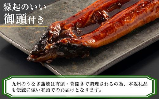 ふっくら 有頭 うなぎ蒲焼 5尾 合計1250g前後 SF011-2