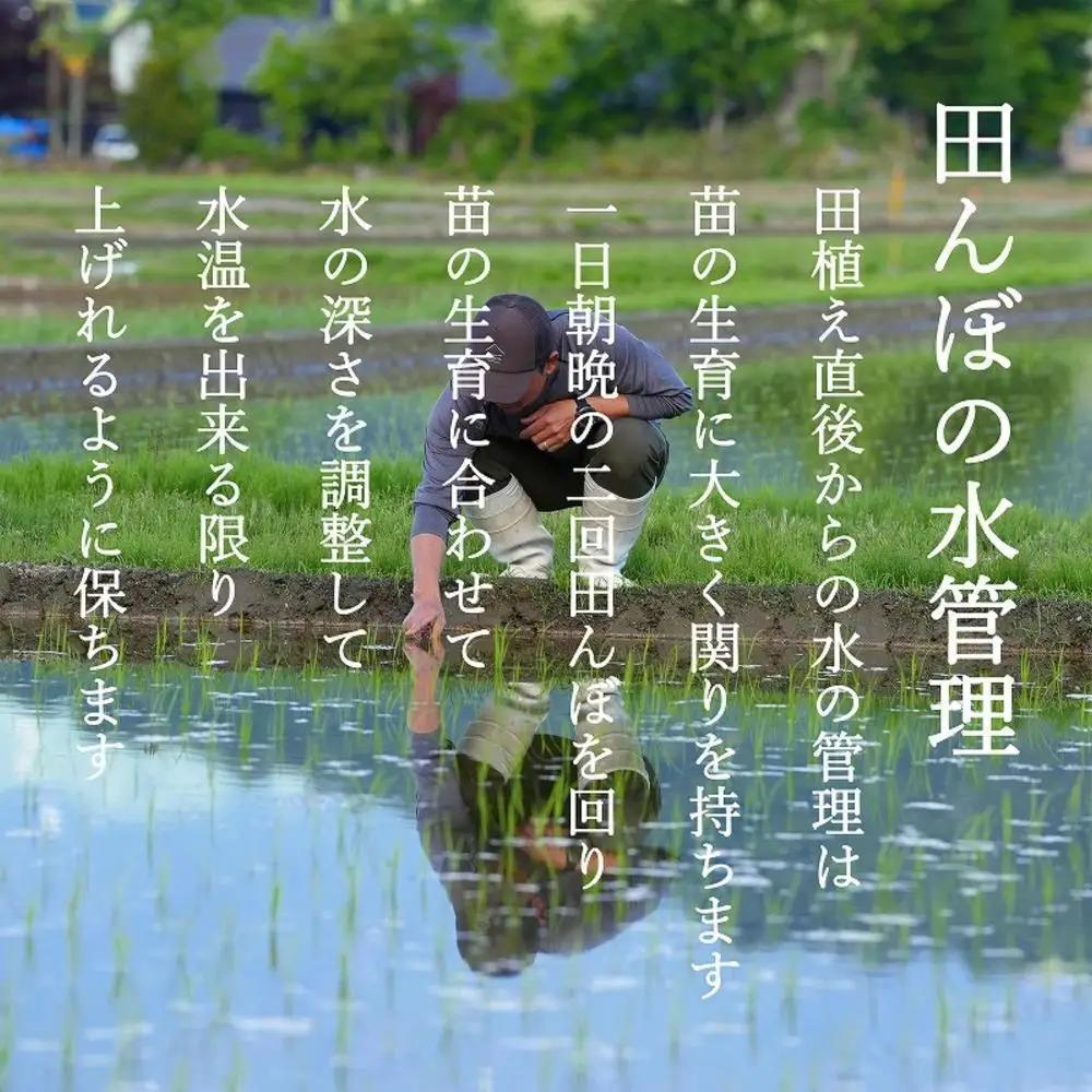 【令和8年新米予約】南魚沼食味コンクール4年連続優秀賞　塩沢地区限定米5kg　南魚沼塩沢産コシヒカリ【2026年9月中旬から1ヶ月以内に順次発送予定】｜コシヒカリ