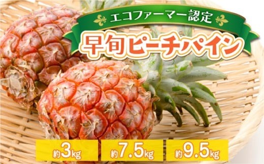 
                  ＜選べる容量＞夏まで待ちきれない！早旬ピーチパイン 約3kg〜9.5kg【E-SOU】　2026年 先行予約 栽培期間中 農薬不使用 西表島 初エコファーマー認定【036-a001/036-a004/036-a007】
                